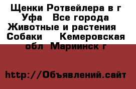 Щенки Ротвейлера в г.Уфа - Все города Животные и растения » Собаки   . Кемеровская обл.,Мариинск г.